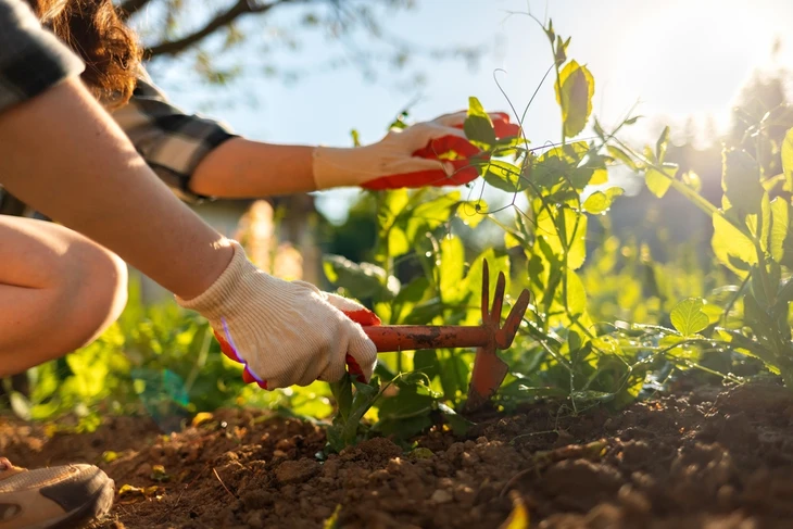 jardinier utilisant sa tablette num&eacute;rique pour conseiller une cliente qui ach&egrave;te des fleurs