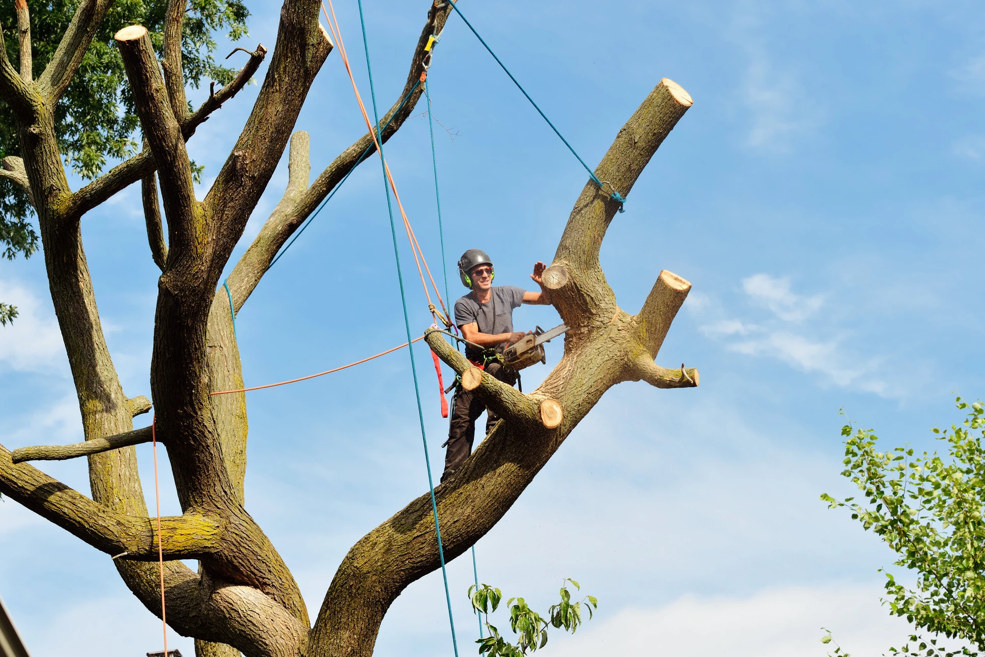Personne équipée d'un casque de protection et d'un harnais d'élagage évoluant sur une plateforme en bois surélevée entre les arbres