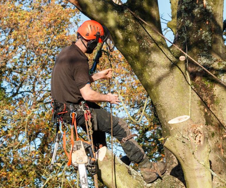 Nos conseils pour un élagage d'arbres réussi à Montivilliers